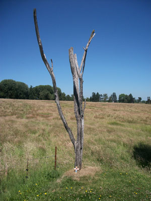 Photo of The "danger tree" on the battlefield 