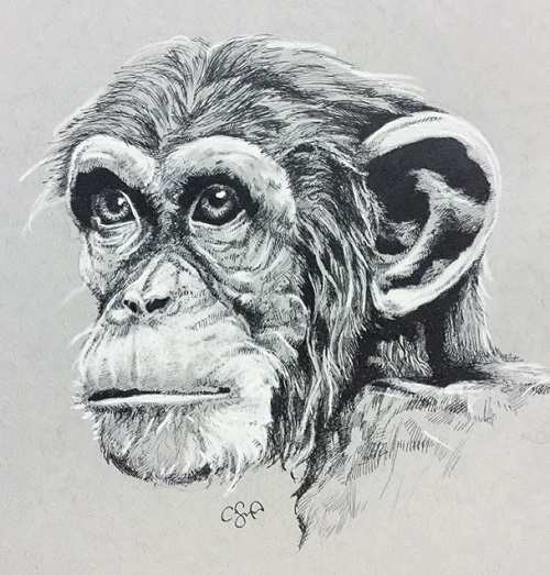 “Probably my favourite chimpanzee sketch. The eyes are contemplative and wise”