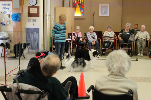 Volunteers treat the care home's residents to a dog show