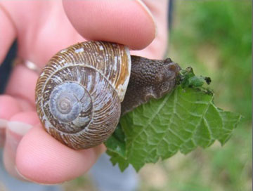 Photo of Oregon forest snail
