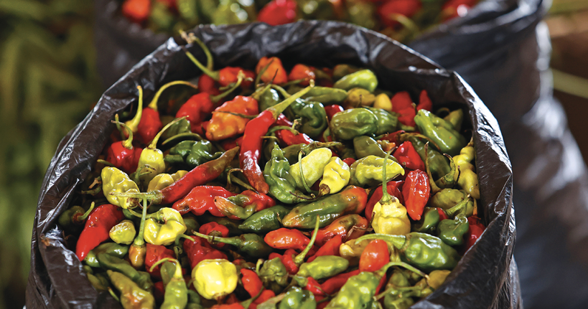 A bounty of ghost peppers