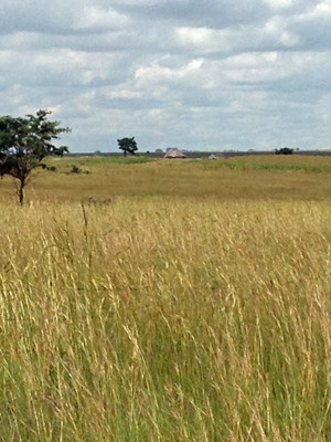 The Zimbabwe grasslands