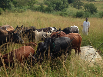 A cattle farm at Howard Hospital supports local families