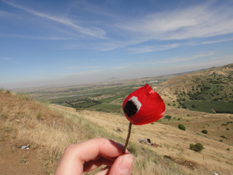 One of the many poppies growing on the hillside of Mount Bental