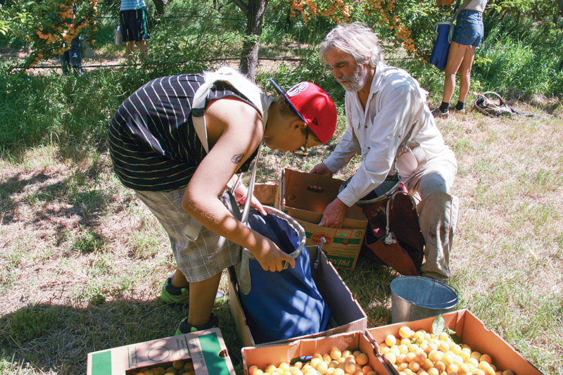 Orchardist Ron Schneider (right) teaches Timothy Rose how to empty plums from a picking bag