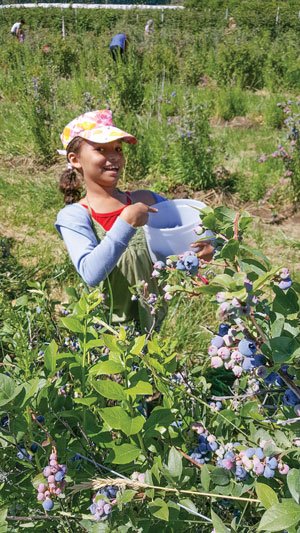 Sylvia Long is all smiles as she works in the blueberry patch