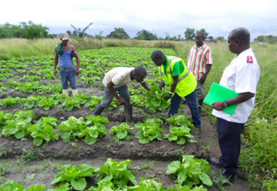 Photo of Liberian farmers