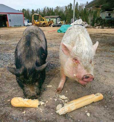 Photo of pigs eating bread