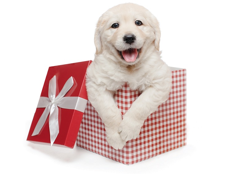A Labrador retriever makes for a lovely Christmas gift