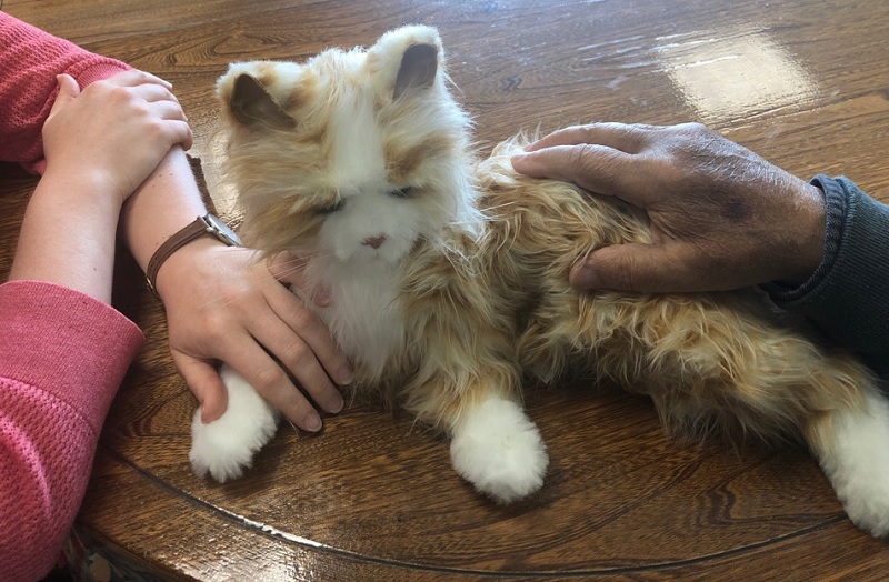 A friendly cat provides pet therapy