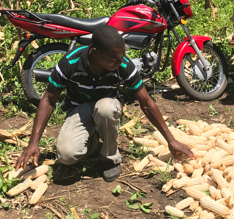 Matias displays the maize he harvested using conservation agriculture techniques.