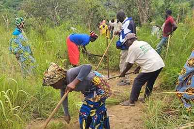 Planting mango, lemon and avocado trees