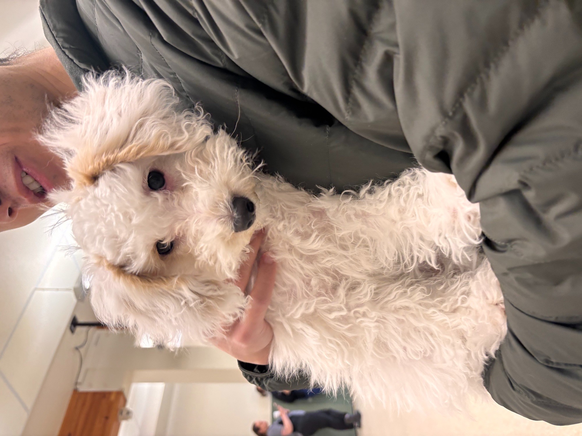 puppy.