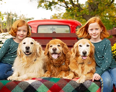 Golden Retrievers