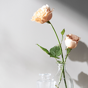 Image of two roses in a vase