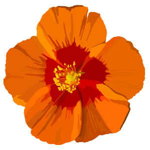 Image of an orange flower