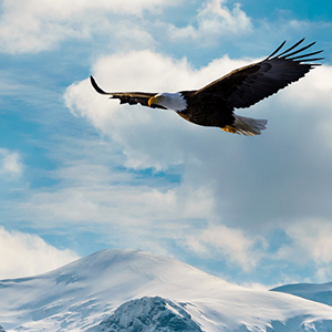 Image of a soaring high eagle