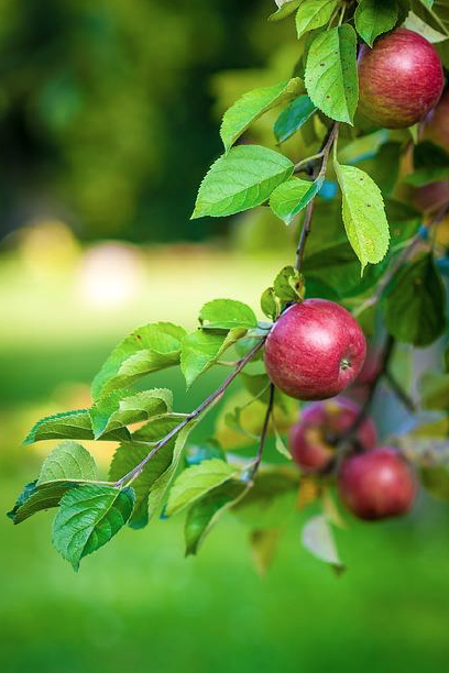 Apple Tree